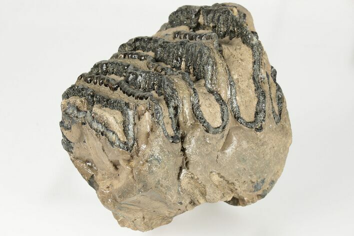 4.3" Southern Mammoth Partial Upper P4 Molar - Hungary